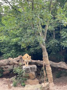 A female lion at Amsterdam's Zoo