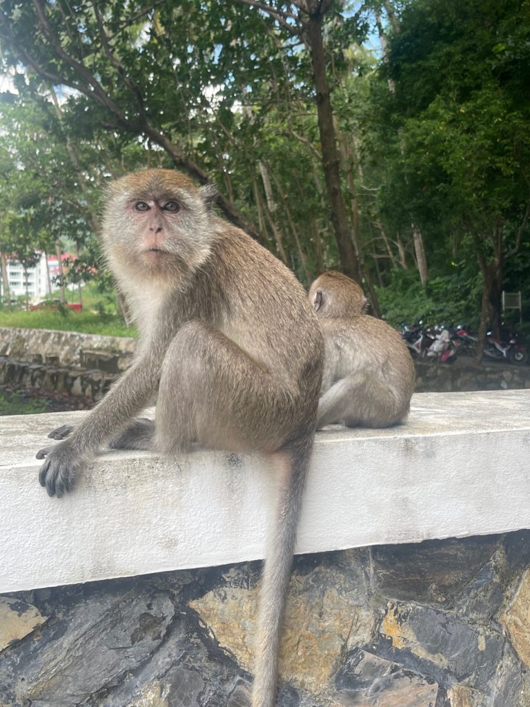 A hidden gem in Krabi: the monkey trail at Ao Nang Beach. A mother and baby monkey up close.