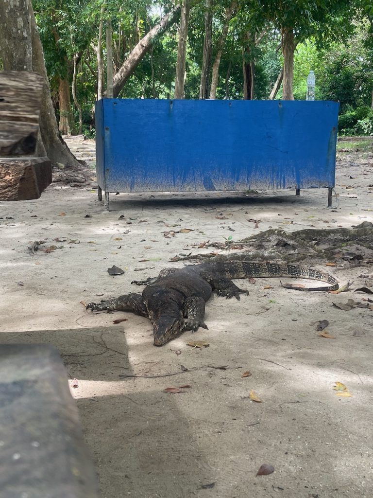 A monitor lizard resting on the ground, showcasing its impressive size and reptilian features.