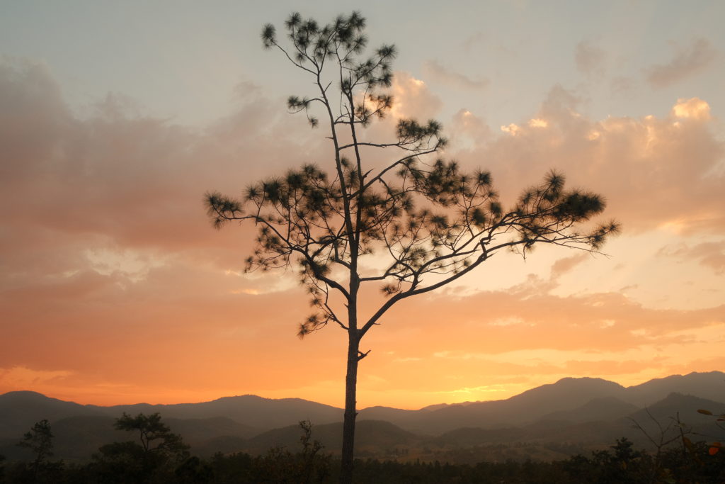A pastel sunset with a tree in front of the majestic mountains.