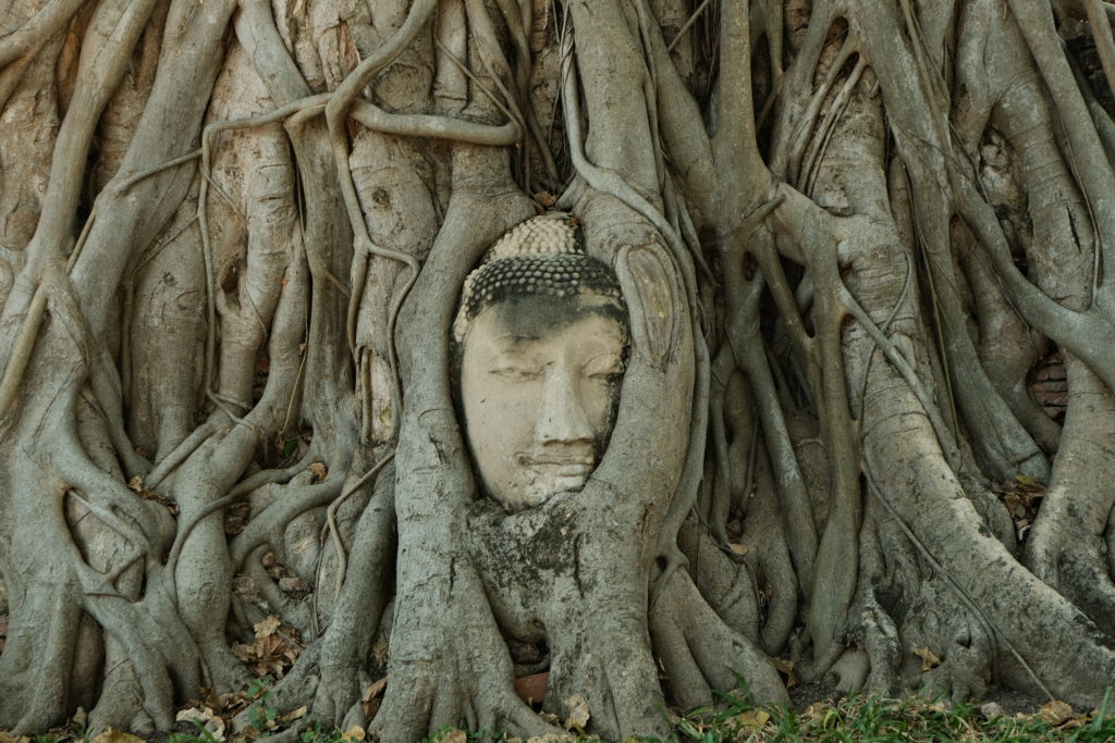 A buddha head engulfed within huge tree roots, one of Ayutthaya's special sites.