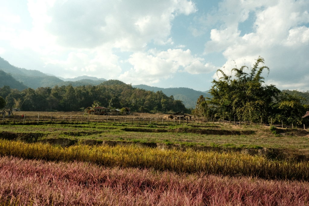 Multi coloured crops in a rice field with a mountainous background.