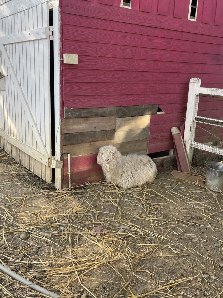 A lamb resting on straw on a local farm.
