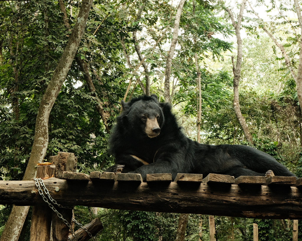 A black bear resting on a wooden bridge.