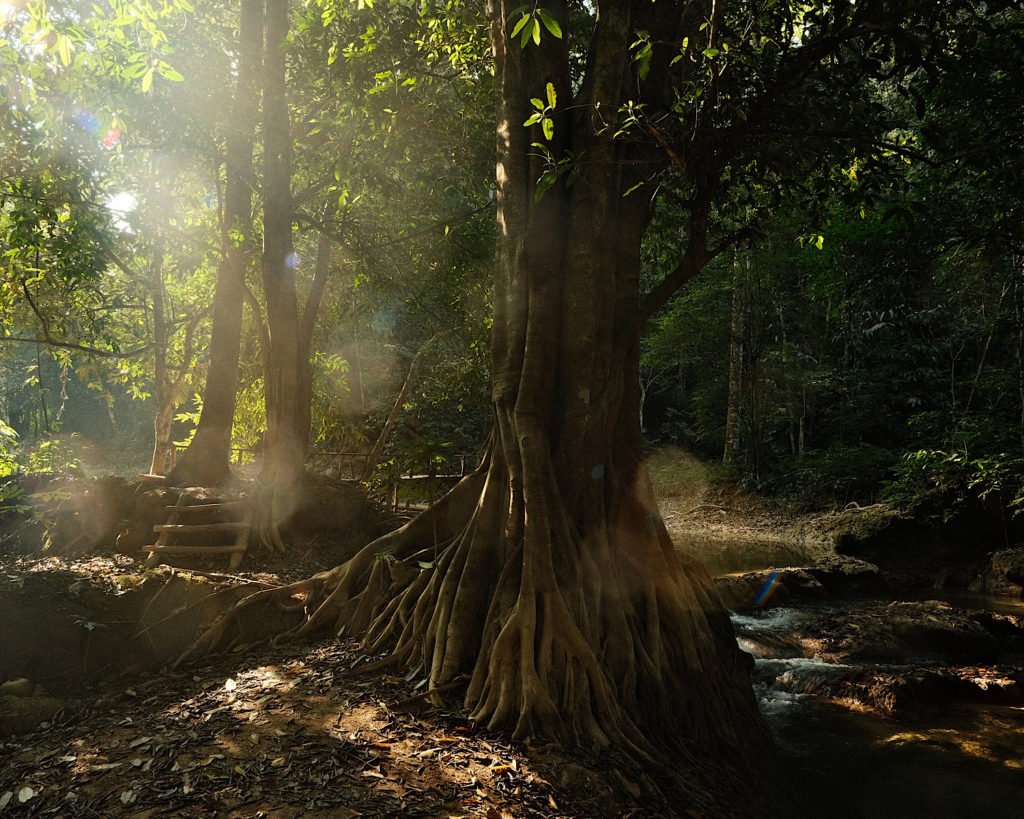 The sun glaring through a gap in the trees within a jungle.