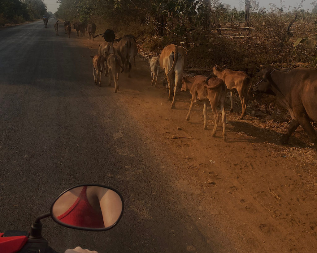 A woman in a red vest top riding a motorcycle alongside a herd of cows.