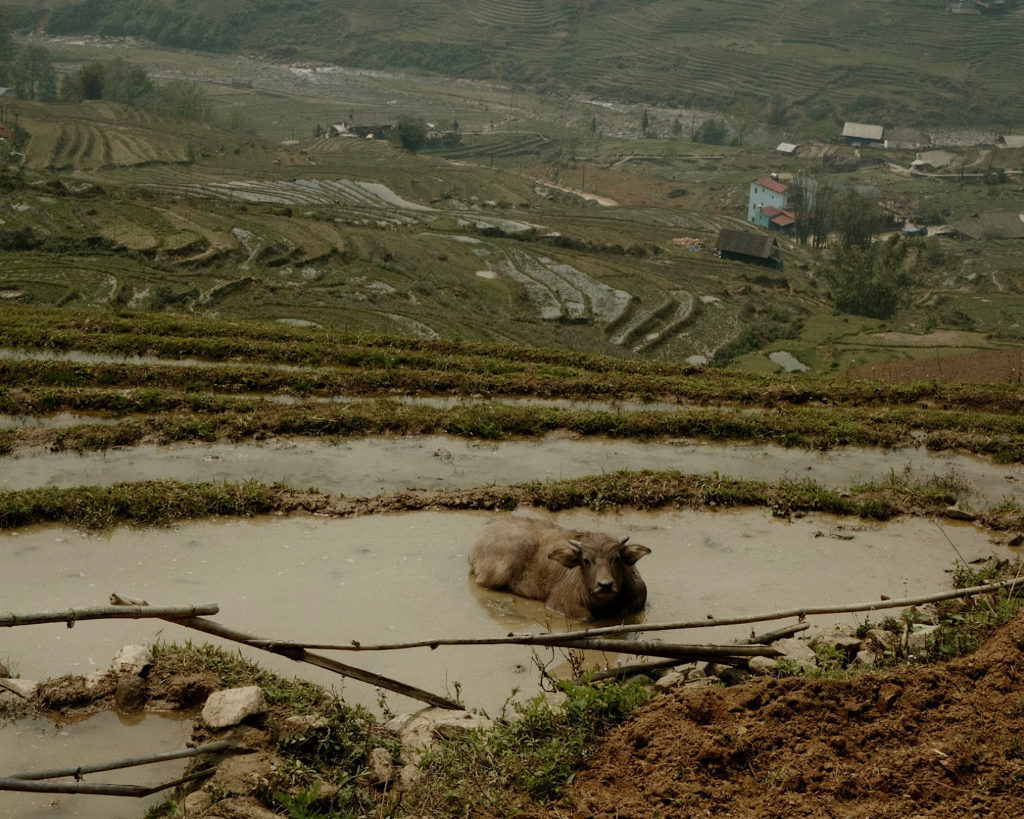 A water buffalo lazing within a rice paddy.