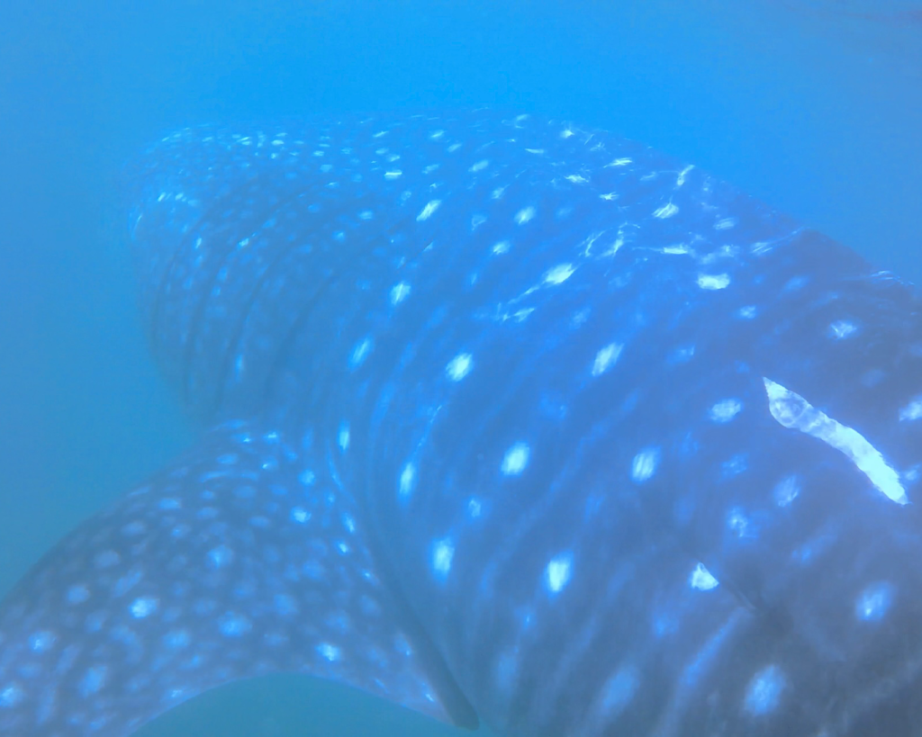 A huge whale shark swimming gracefully in the ocean, showcasing its unique pattern of spots and stripes.