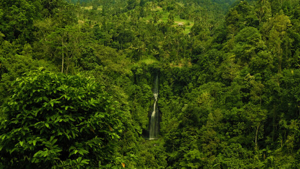 A serene waterfall flowing amongst lush green jungle.