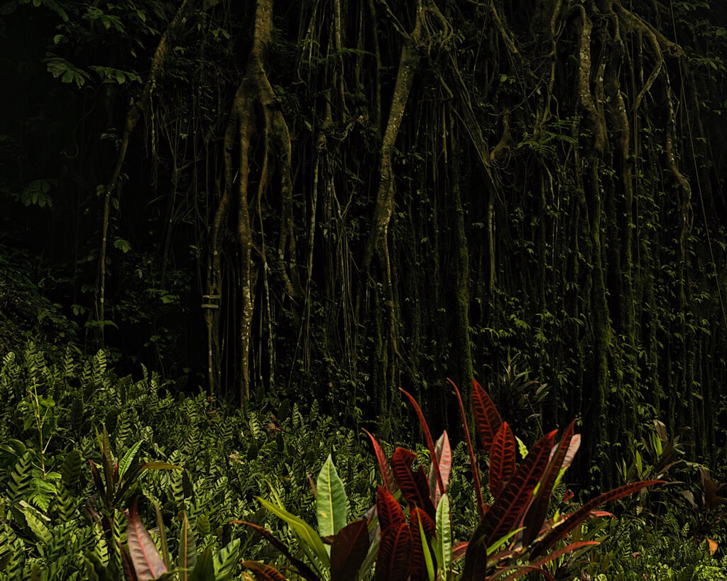 Impressive roots of an ancient tree surrounded by luscious green plantations.