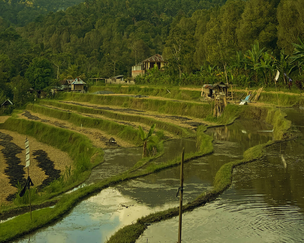 Scenic rice terraces in Munduk Bali, featuring intricate patterns of flooded fields.