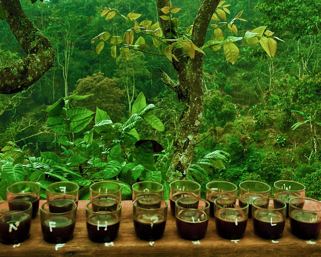 Coffee tasting setup with multiple shots of coffee surrounded by lush greenery.