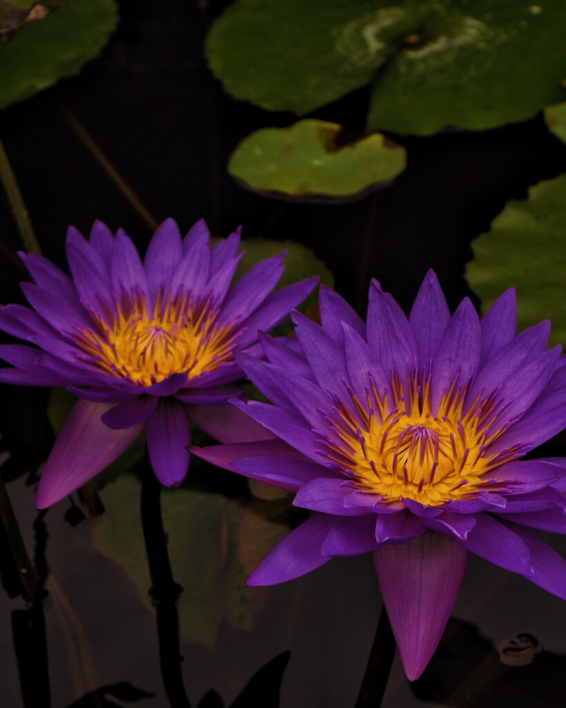 Two purple lotus water lillies floating in the water.