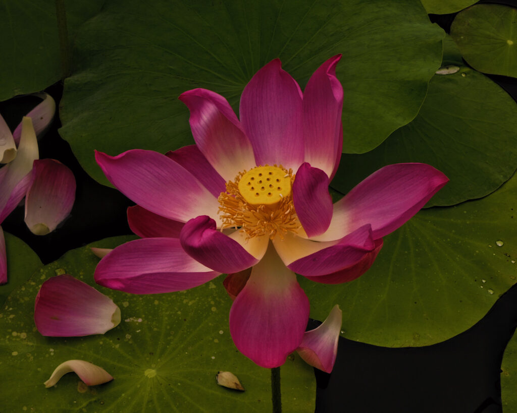 A vibrant pink lily in a pond.